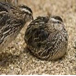 Manufacturers Exporters and Wholesale Suppliers of Quail Feed Nagpur Maharashtra